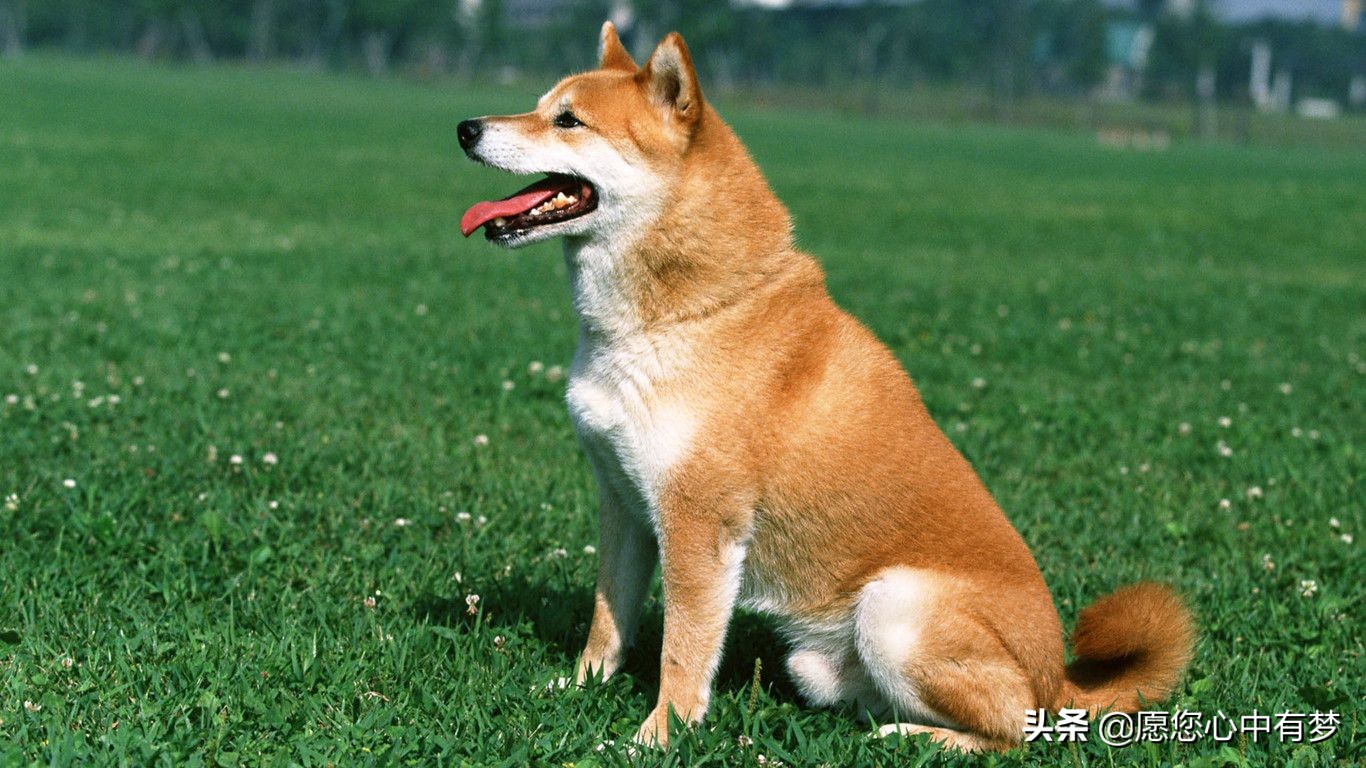 狗狗对尘螨过敏什么症状,狗狗对哪些谷类过敏