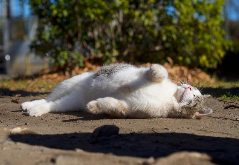 最简单的流浪猫图片大全,最美的一只流浪猫图片