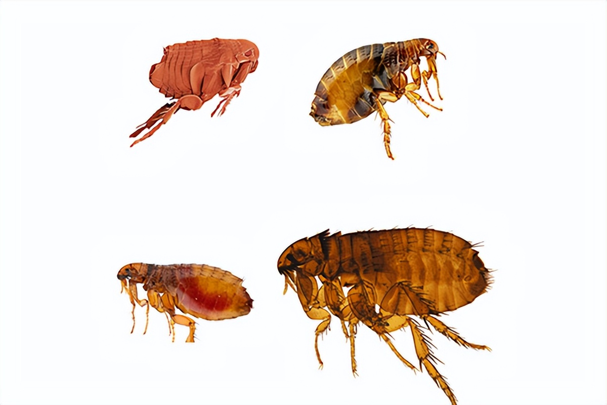 被跳蚤叮咬后一直觉得身上有跳蚤,被跳蚤叮咬之后身上会有跳蚤吗