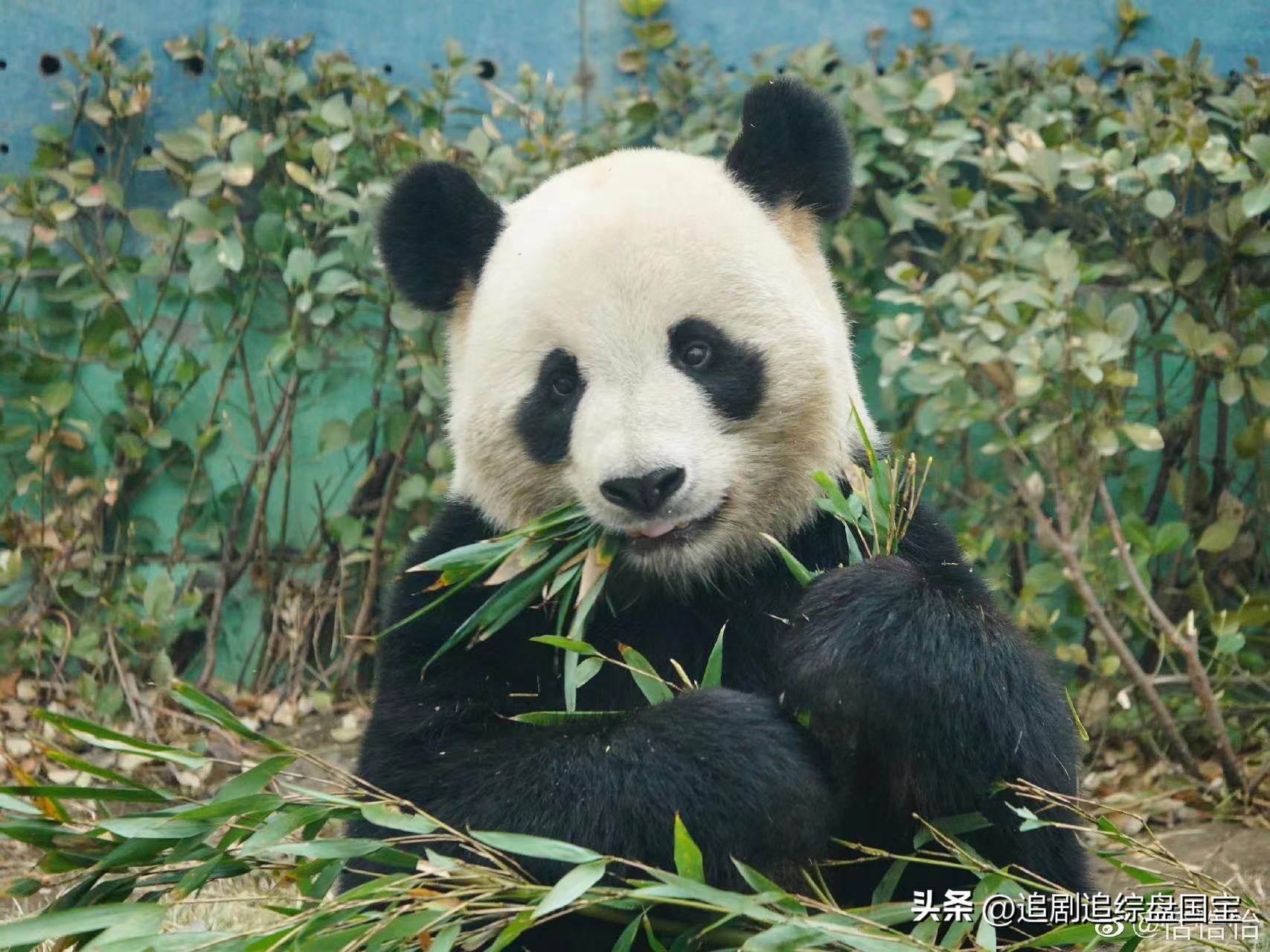 盘点2023年回归的大熊猫,国宝大熊猫资料整理全部