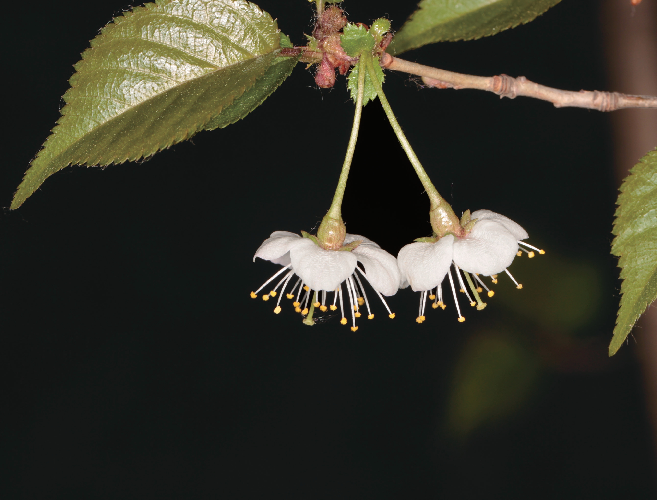 这里有像天鹅的乌头，像棉花的铁线莲，带上这本书，来玉渡山赏花