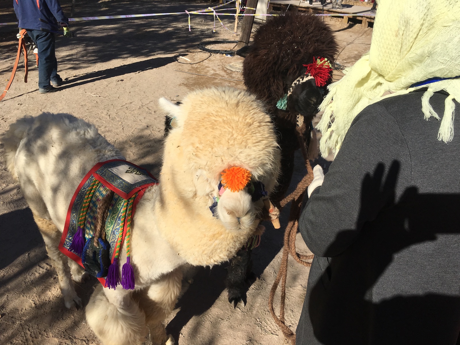 北京自驾额济纳胡杨林十天攻略,从北京到额济纳胡杨林线路