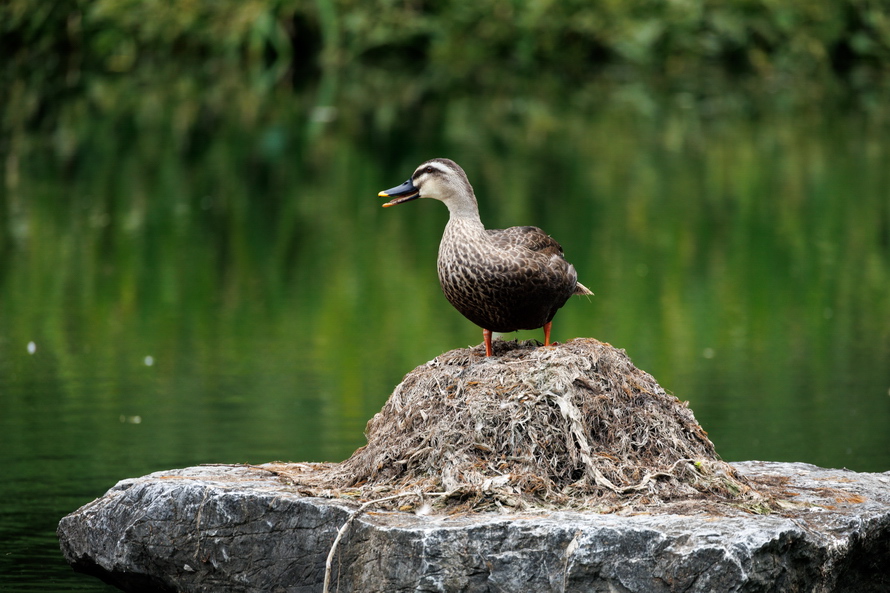 佳能eosr8打鸟,佳能eosr8拍视频变焦