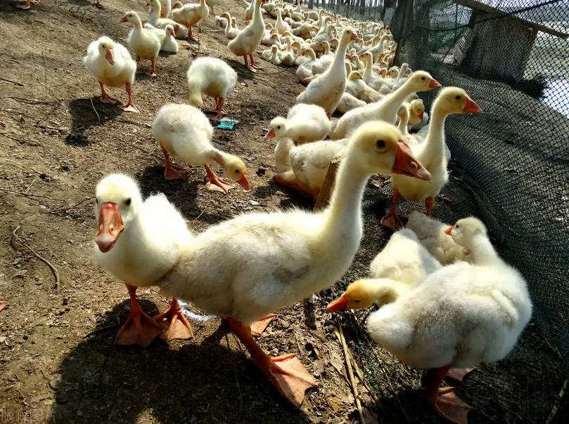 幼鹅咳嗽喉咙响用什么药,鹅流鼻涕咳嗽怎么办