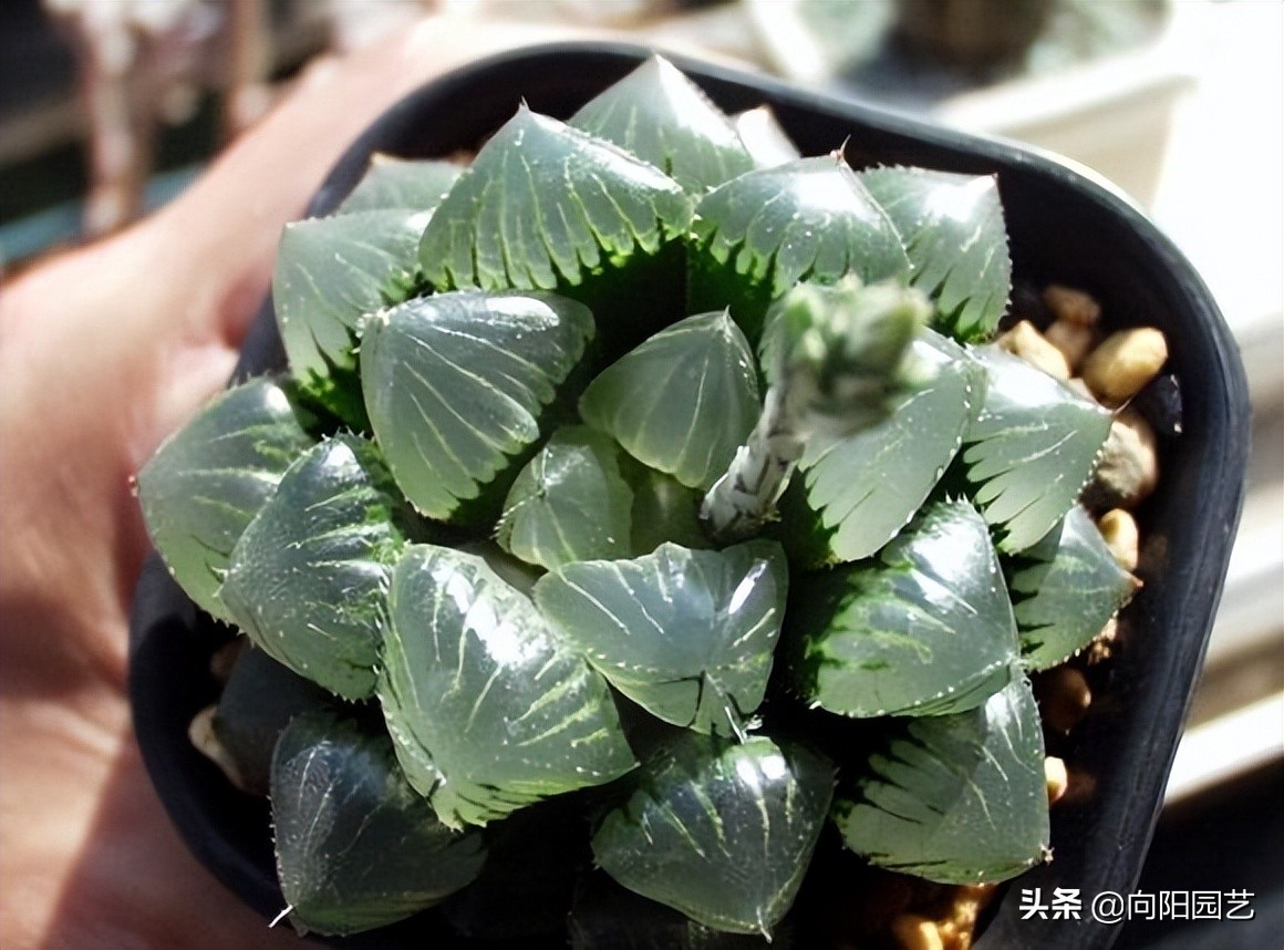 玉露根断了水培方法,玉露的正确修根方法