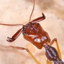 大齿猛蚁攀爬能力,山大齿猛蚁攻击速度