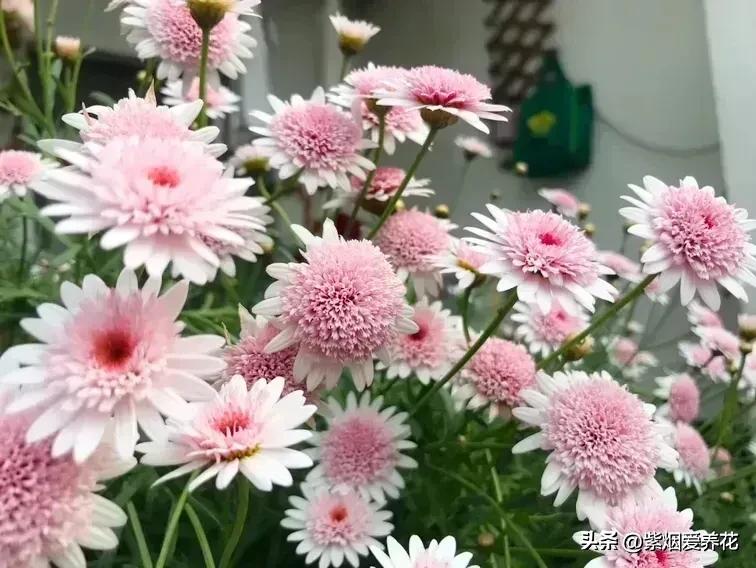 一丛黄菊花图片欣赏,五颜六色姹紫嫣红的鲜花