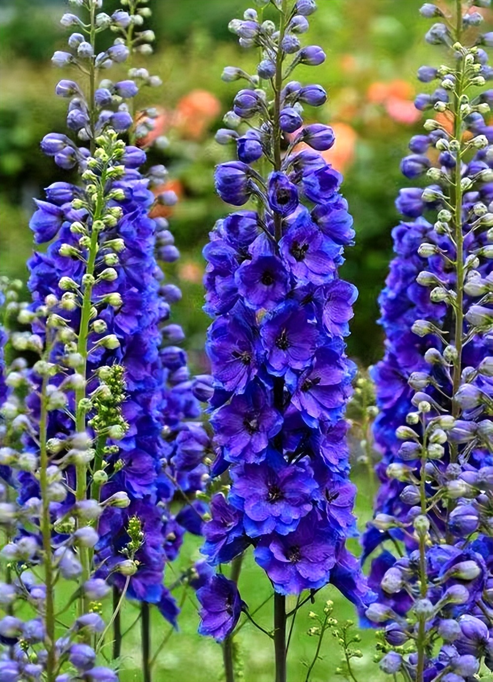 常觅春归不知处花田此地得逢君：栖云田园小镇·花间集