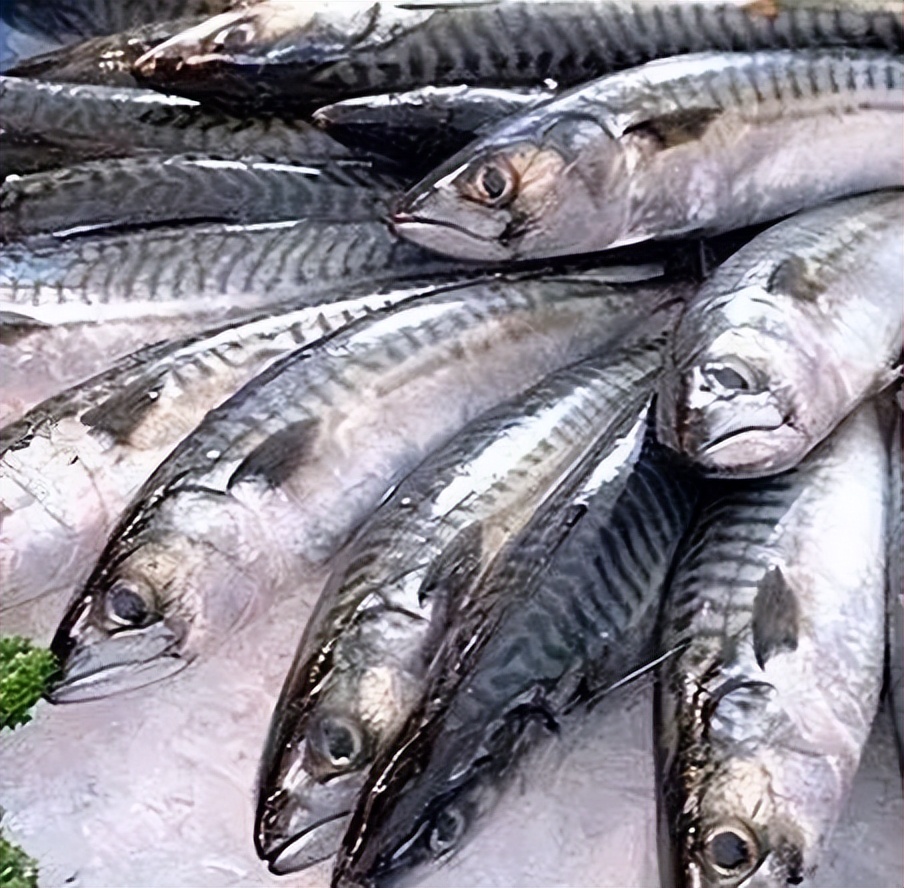 鲭鱼是发物吗能吃吗,鲭鱼有什么危害