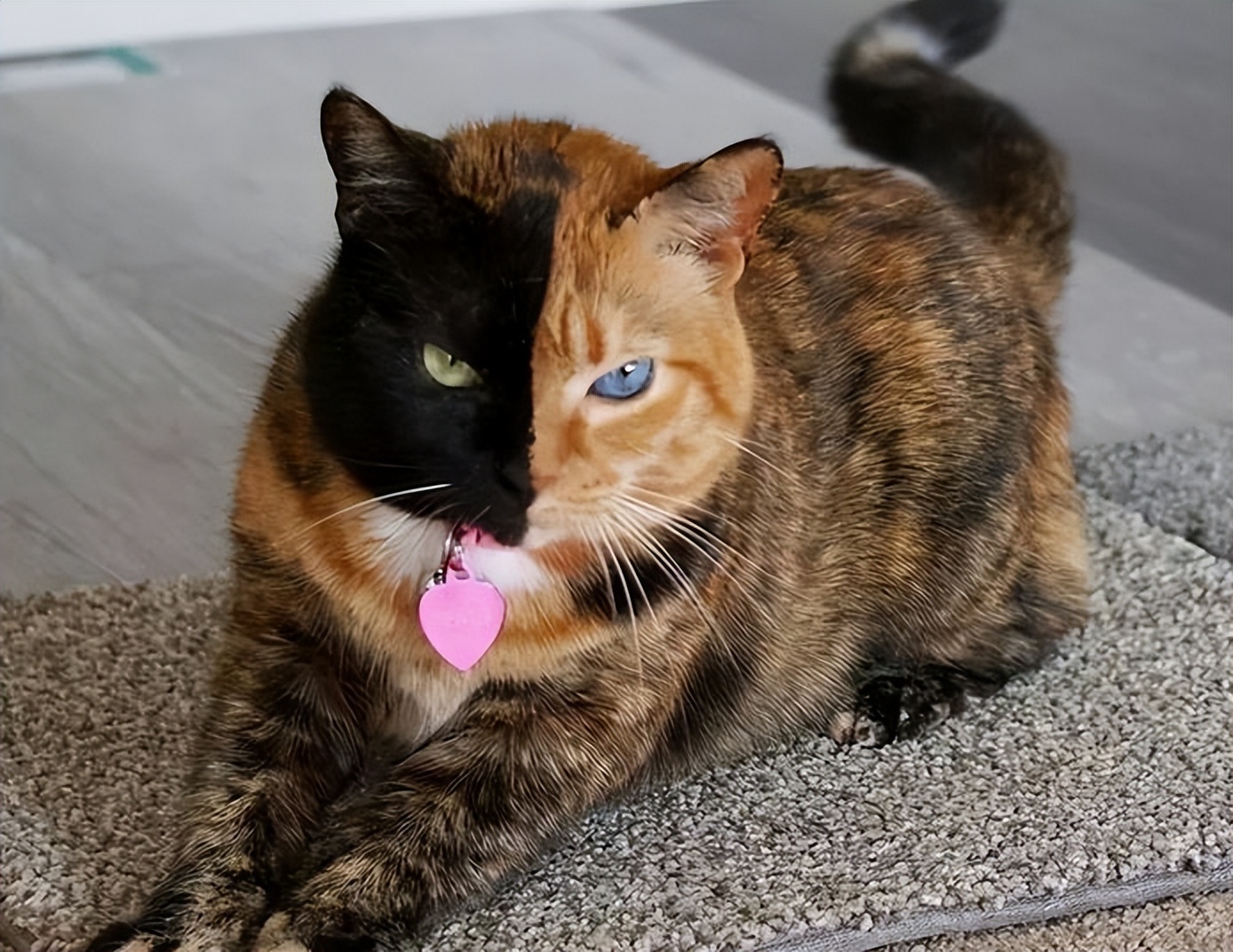 选择猫的五大要点,养猫咪新手入门选什么猫