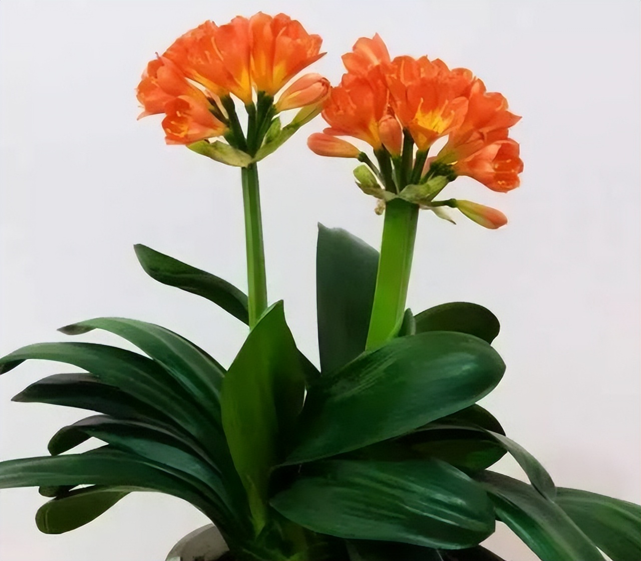 君子兰每次浇水需要浇透吗,冬天给君子兰浇水注意什么