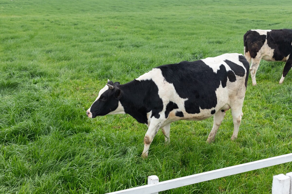 河北肉牛价格最新行情,2022内蒙古牛价格最近行情