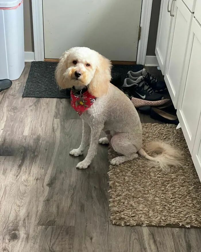 夏天来了要给猫剪毛吗,夏天怎么给狗修毛