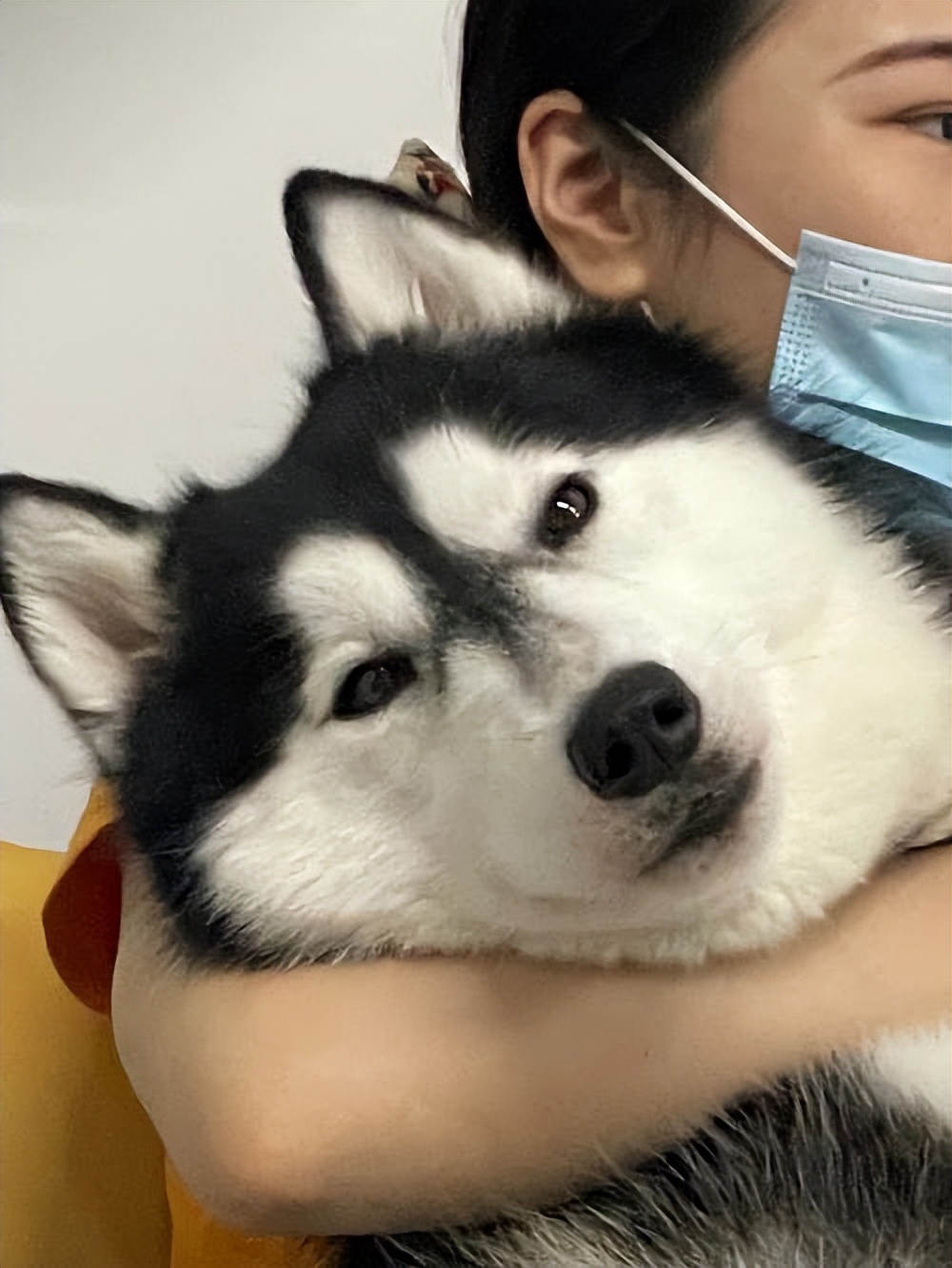 狗狗的这几种行为最容易被误解,狗狗有哪些特征说明它很委屈