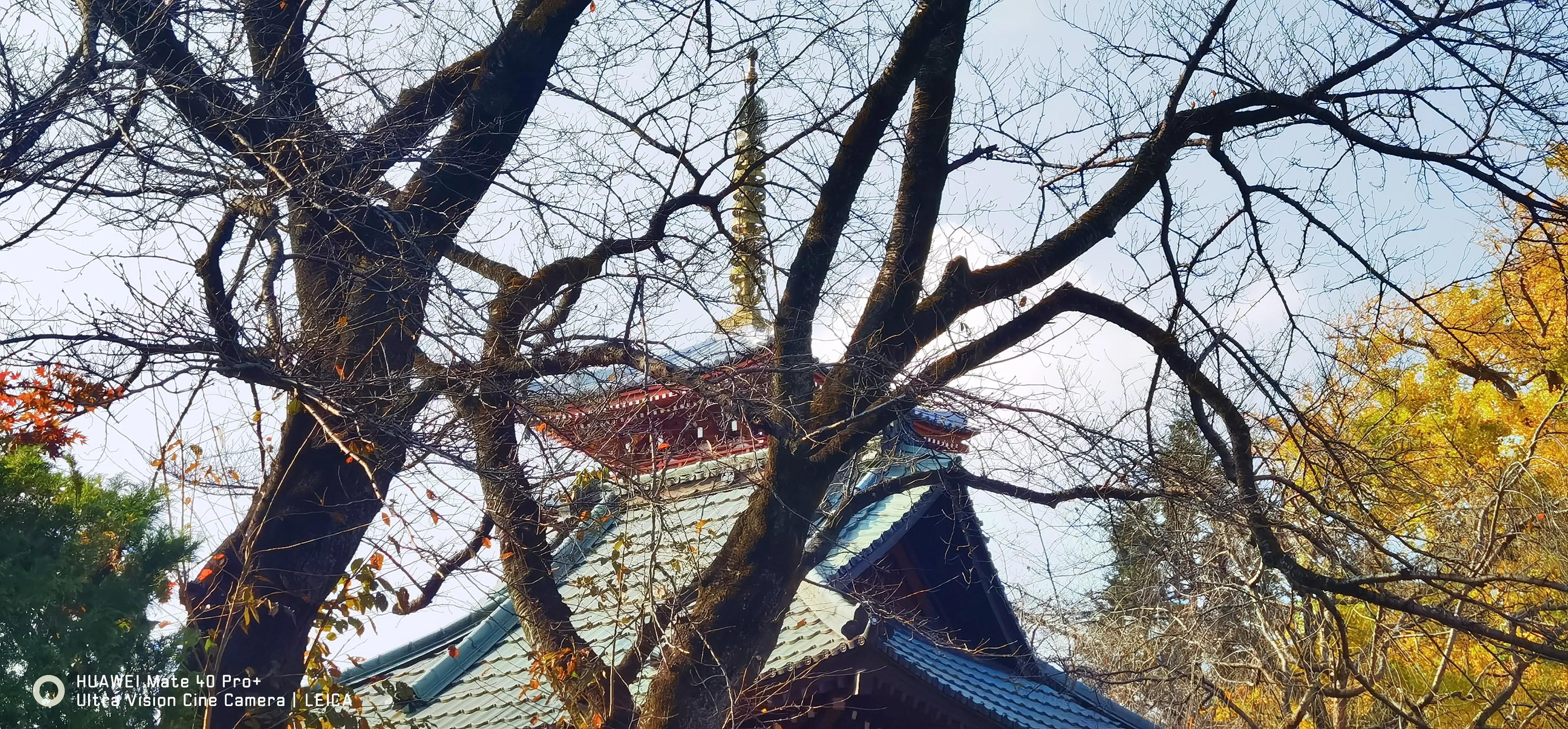 日本早樱晚樱,日本早樱与晚樱哪个更好看