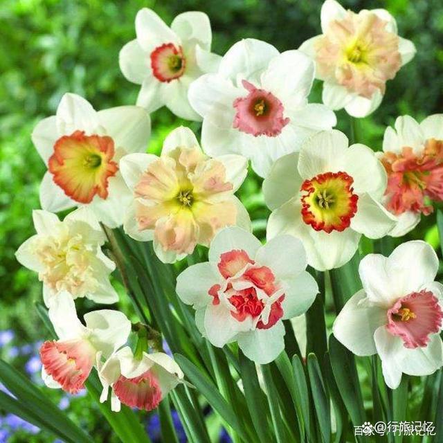 水仙知识大全,关于水仙的东西