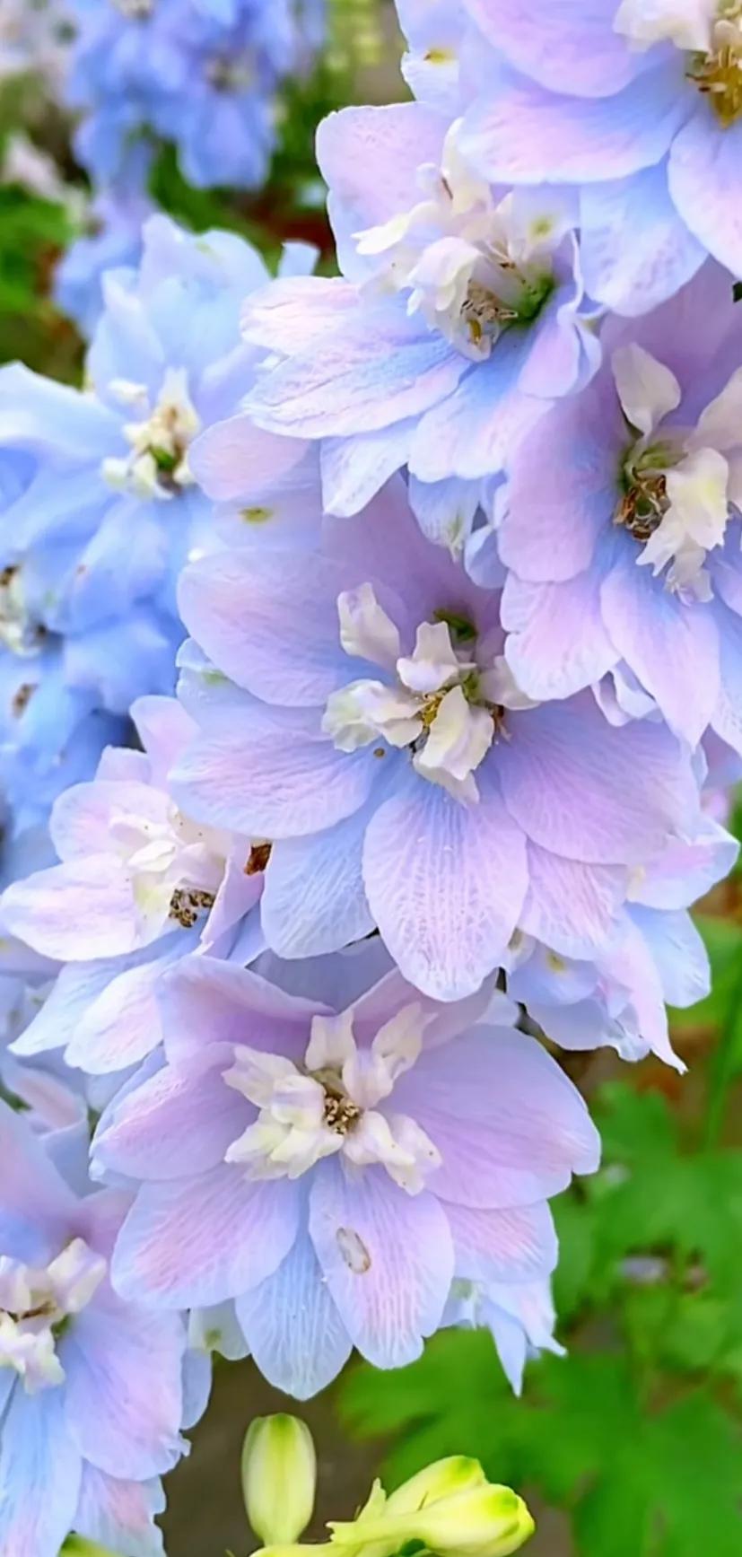 养眼花的图片大全,让人惊艳的花草图片