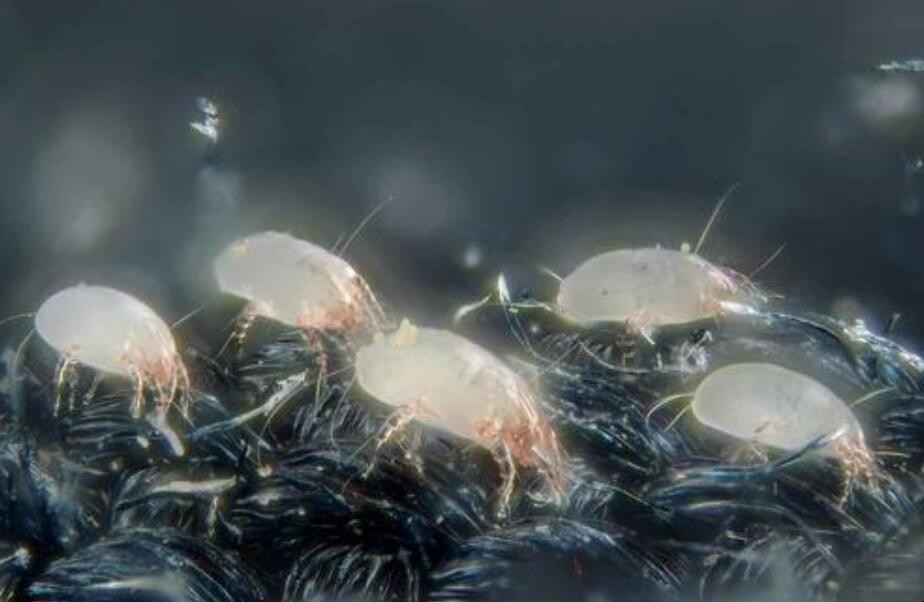 如何防止蚊虫进房间的方法,室内总有蚊子或者虫子怎么办