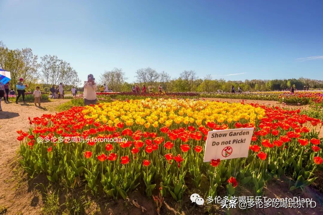 邂逅五彩斑斓的油菜花田,郁金香花田旅游攻略
