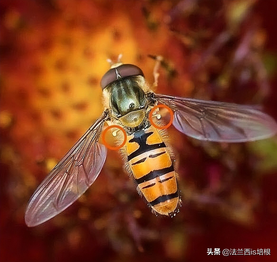 收走蚊子的作案工具,没收蚊子的工具