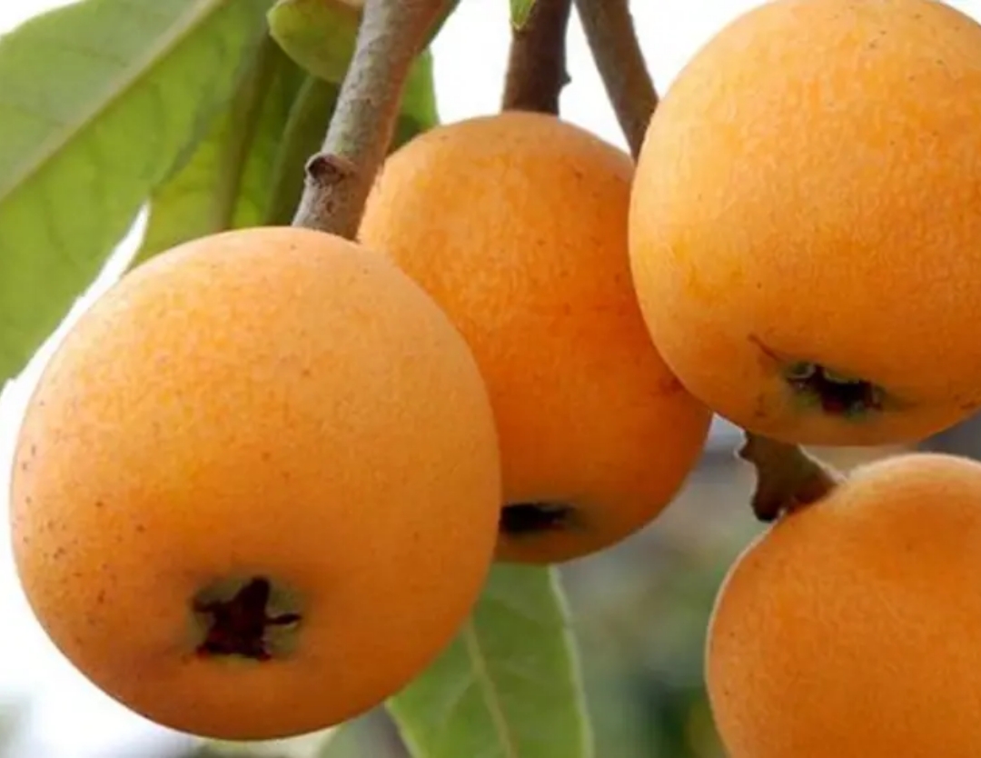 苏州的美食推荐必吃,带你吃遍苏州美食