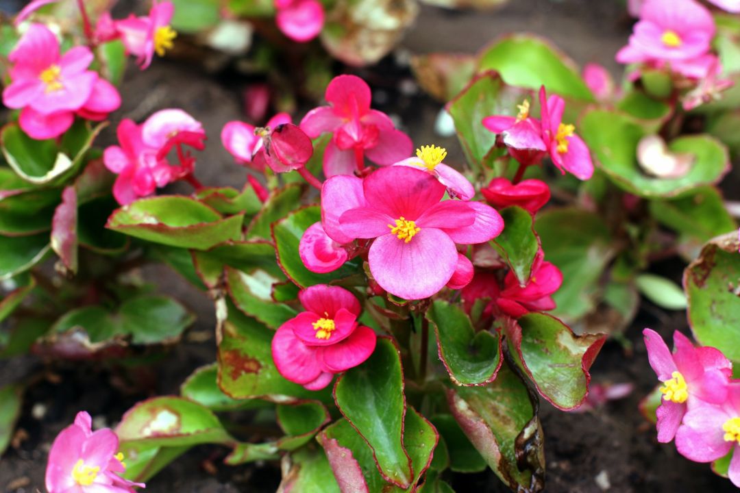 家里不栽梧桐树的原因,家中海棠有什么说法