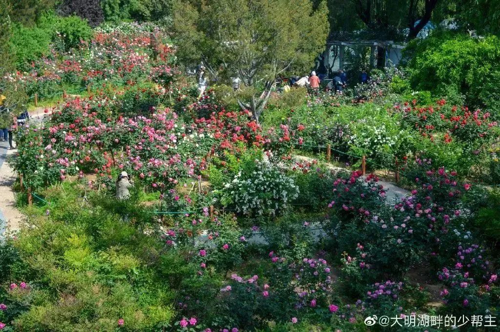 月季花开娇艳无比,月季花开得正烂漫