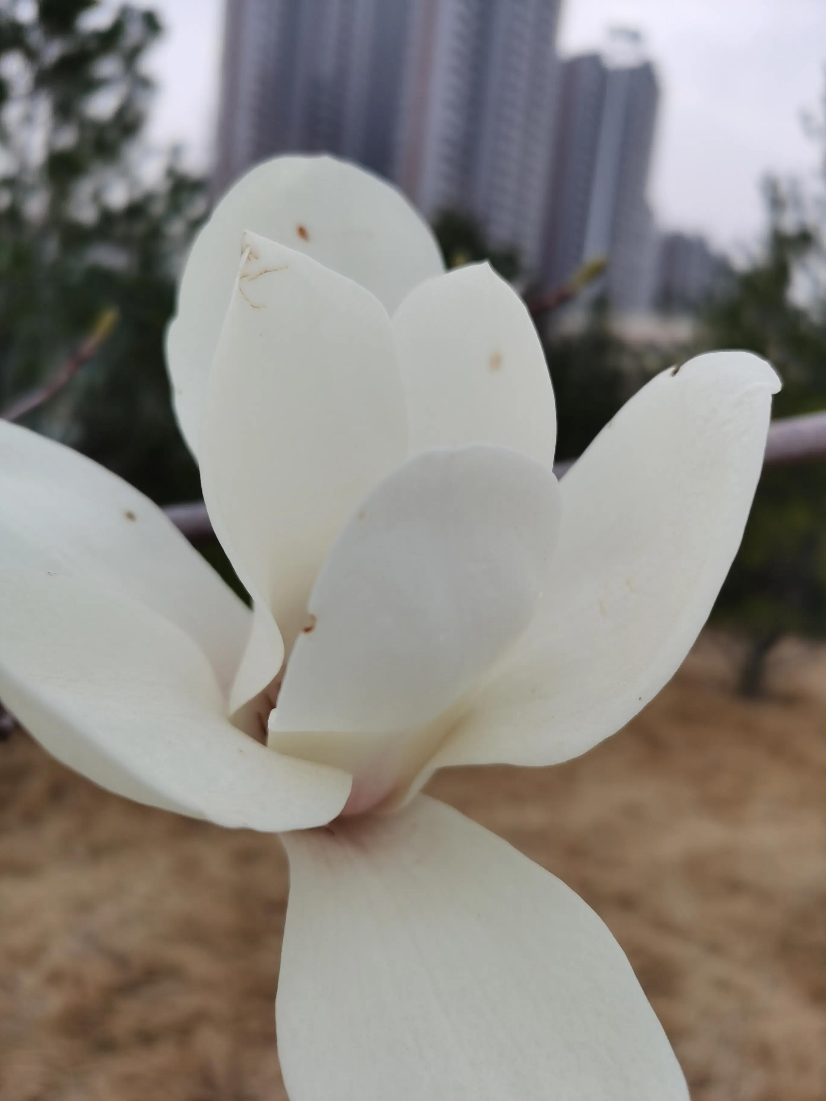 玉兰花的花语视频,玉兰花的花语微博