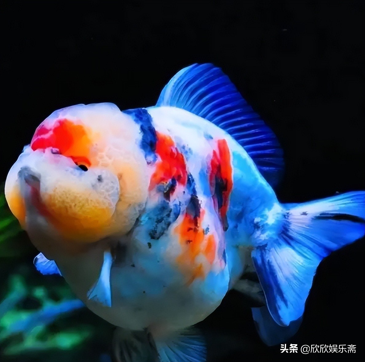 兰寿金鱼可以养在草缸吗,兰寿鱼缸开缸教程