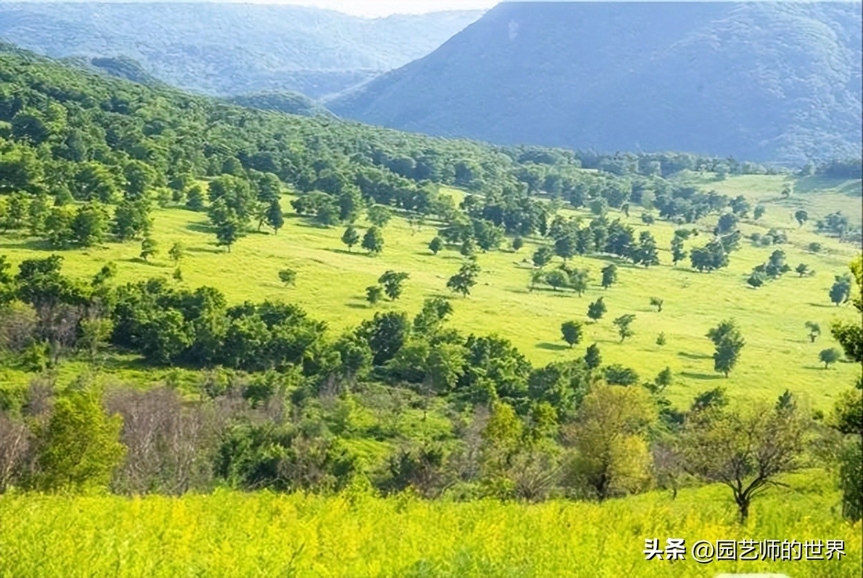 疏林草地的作用,疏林草地效果图