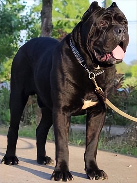 卡斯罗犬厉害吗值得养吗,卡斯罗犬容易饲养吗易得病吗