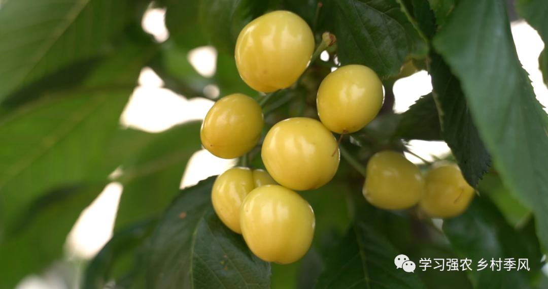 大棚樱桃还有发展趋势吗,大棚樱桃错时上市反季节