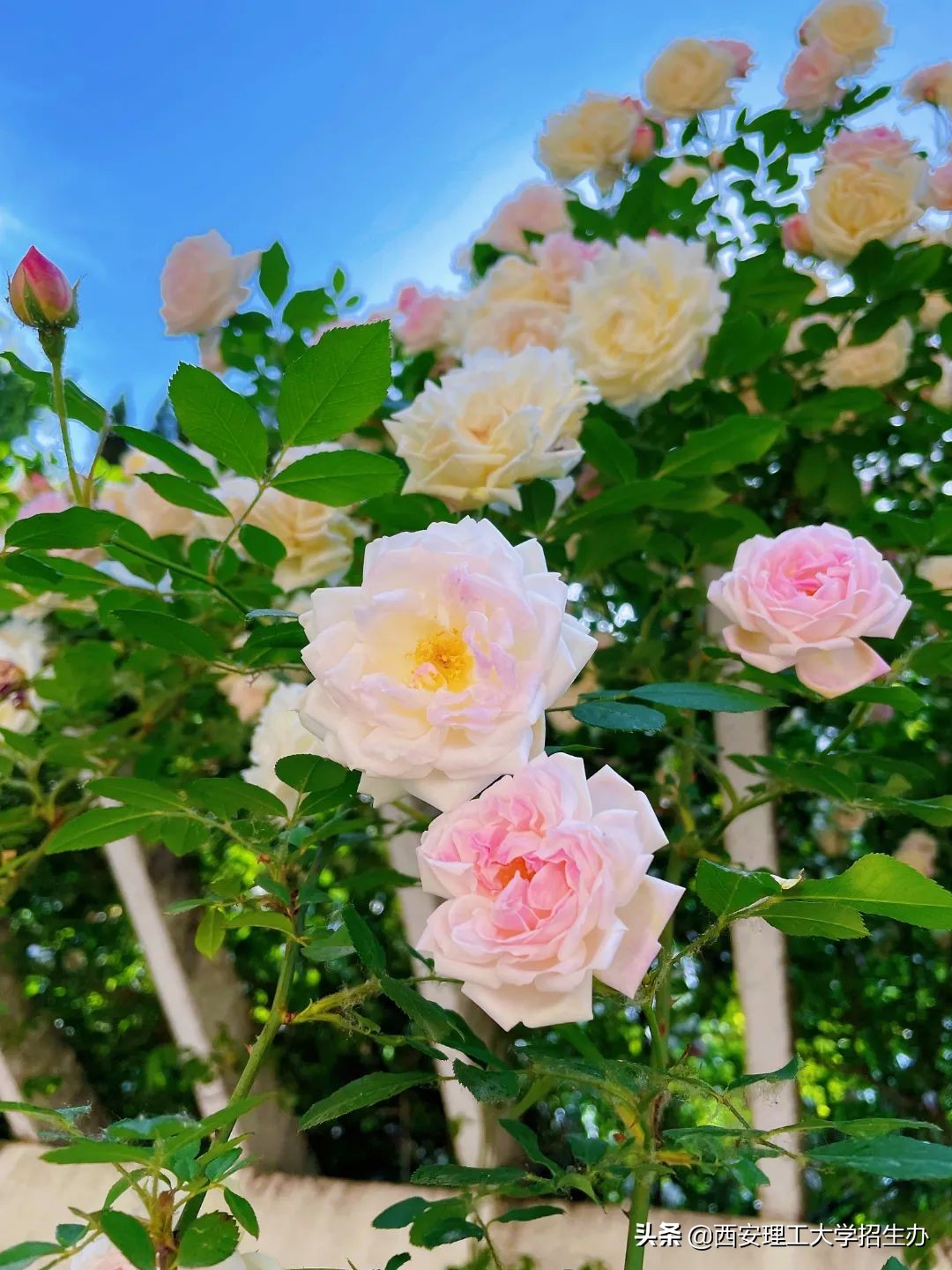 高校绿色学校创建工作总结,绿色学校创建行动方案四川高校