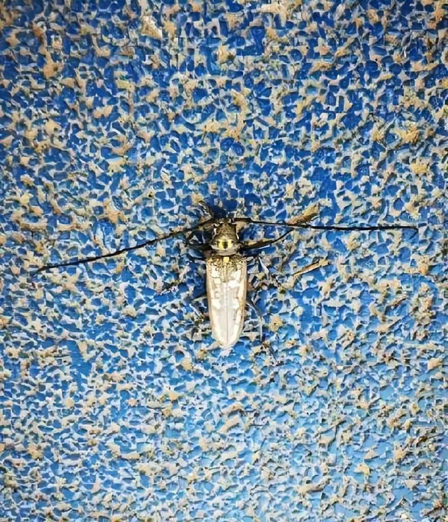 12月份园林绿化养护工作重点,元月份园林养护重点工作