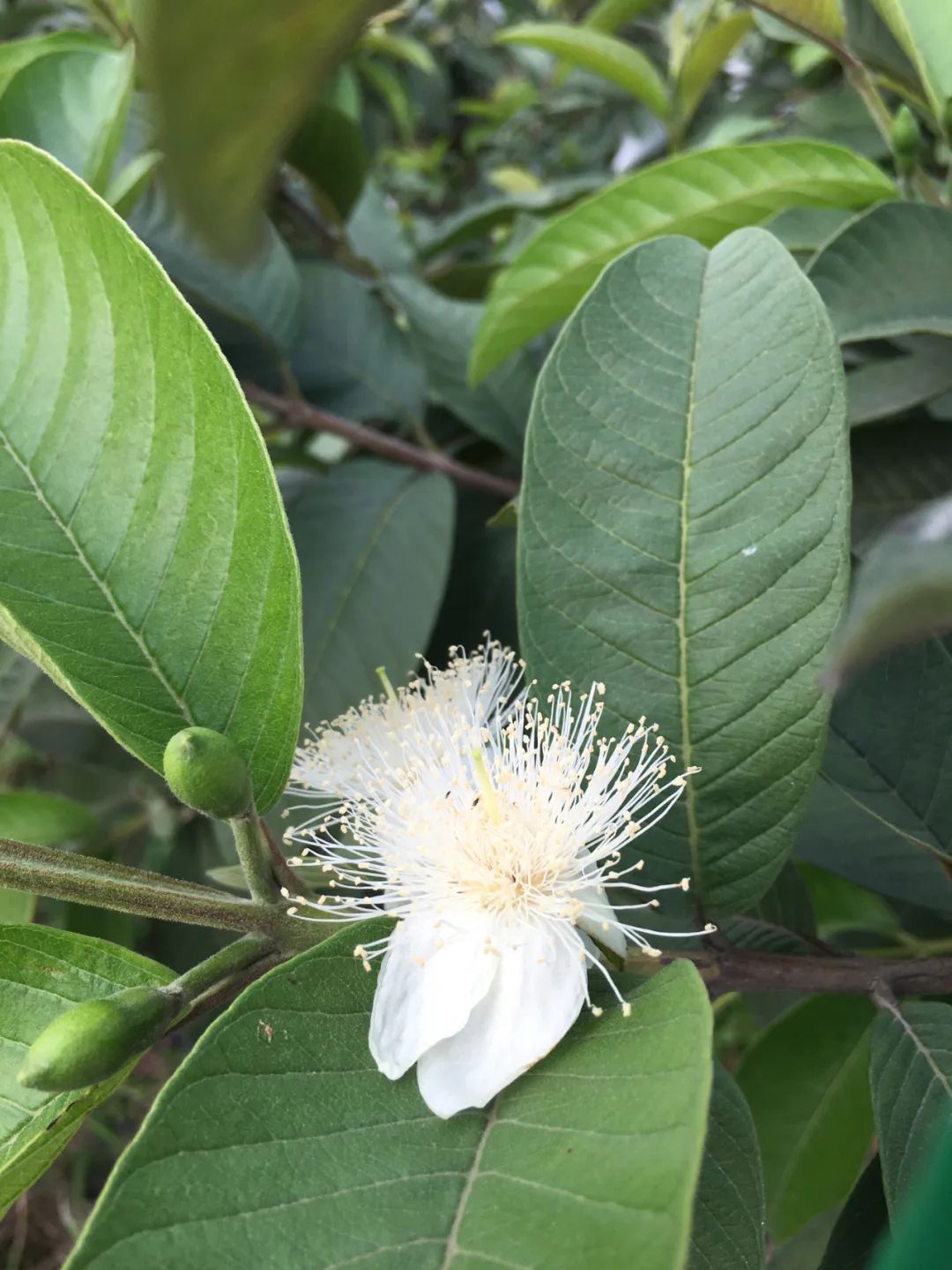 旭光车行雅迪电动车,旭光单车