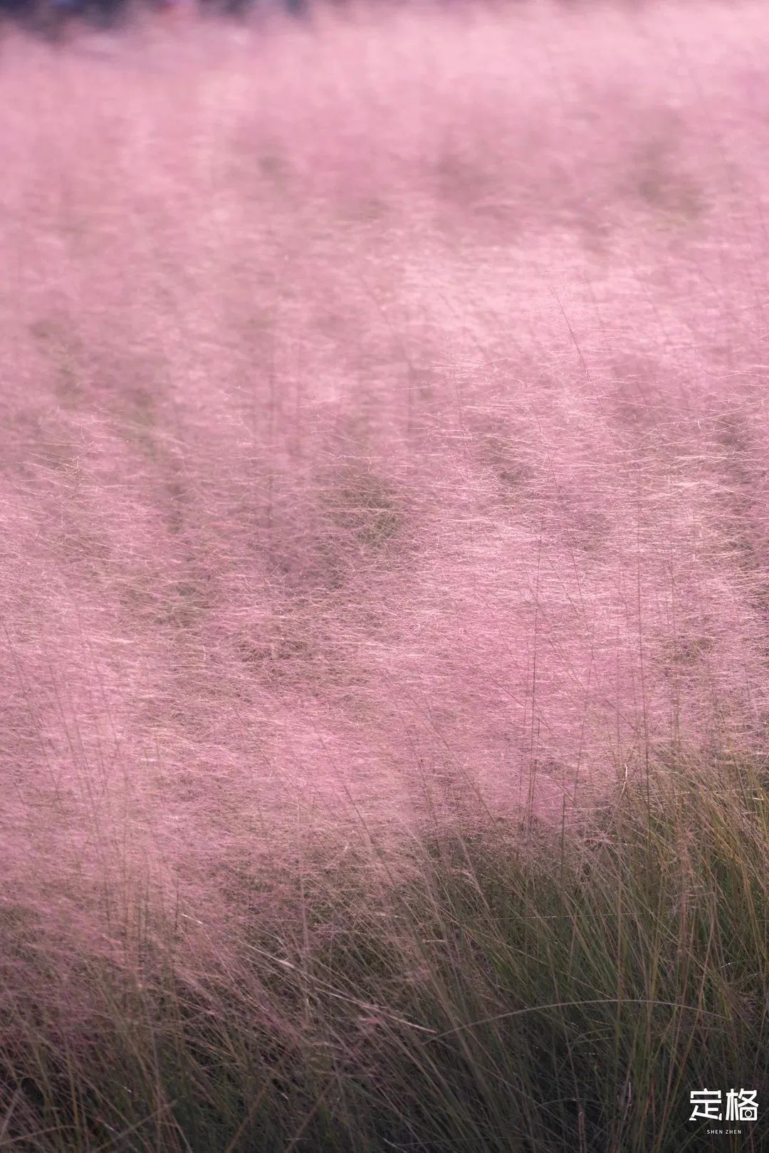 深圳3月14个赏花胜地全部免费,深圳清明节踏青赏花好去处