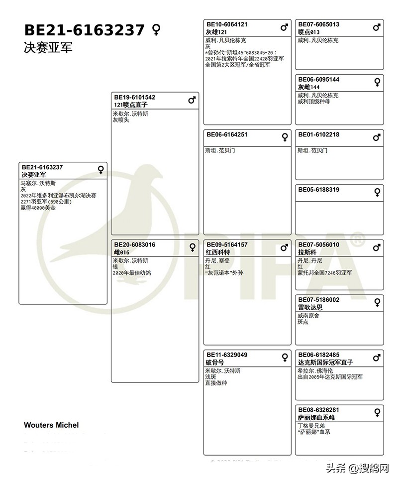 各大公棚冠军鸽,最新公棚鸽王冠军