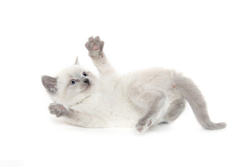 幼猫2个月拉稀怎么治疗,养宠经验猫咪连续三天吐毛球