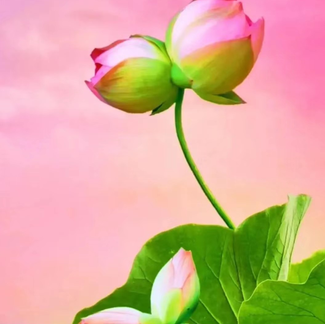 鹧鸪天词400首,鹧鸪天进阶