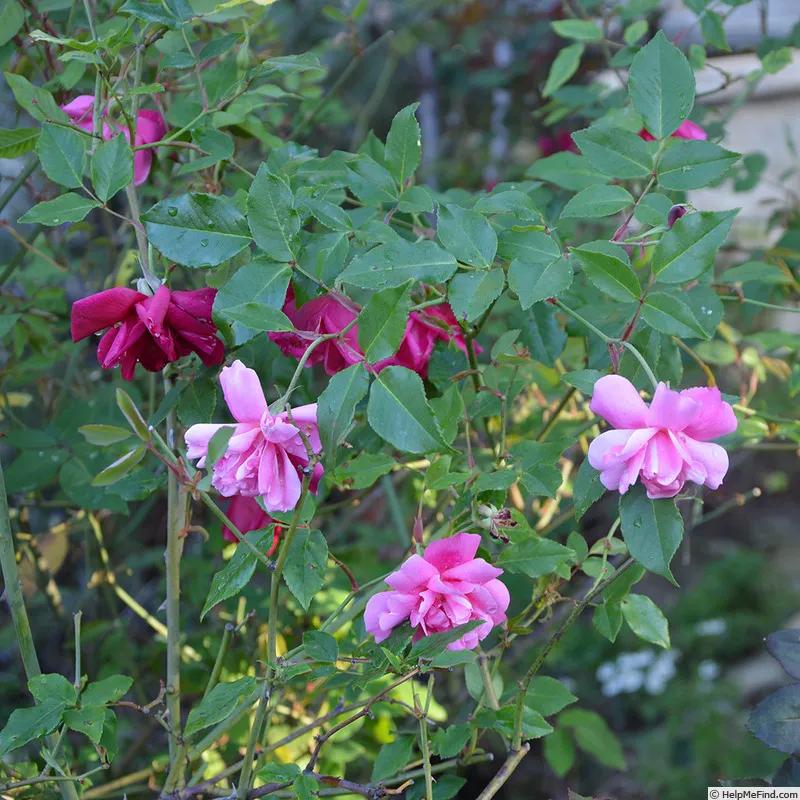 真正的中国古老月季,中国的古老月季