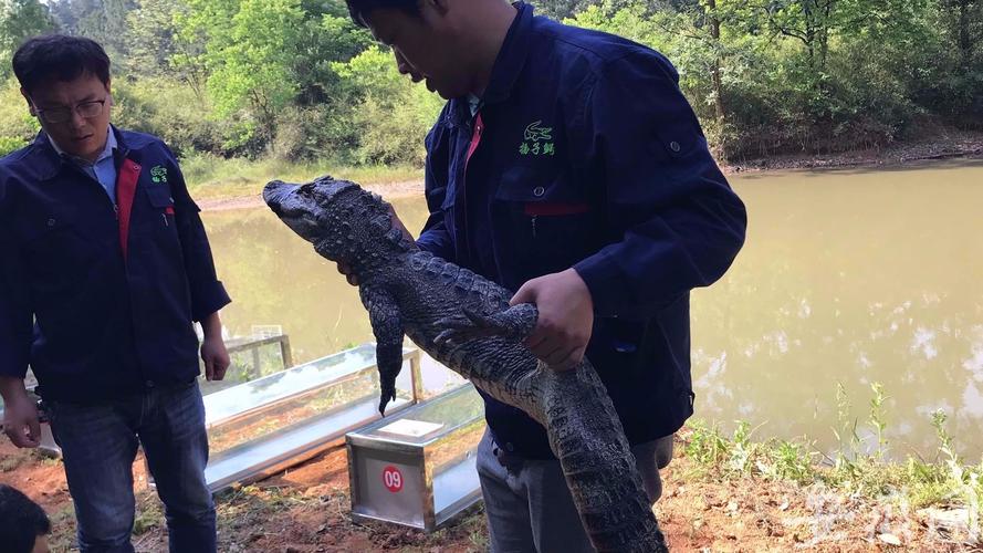 鳄鱼能有多可爱？中国独有扬子鳄，堪称鳄鱼界的软萌甜心
