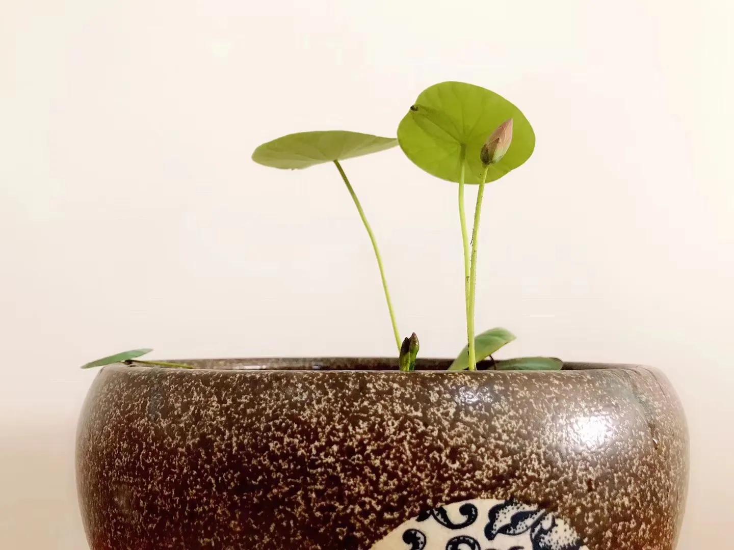 碗中种莲，年复一年花开花落到叶枯