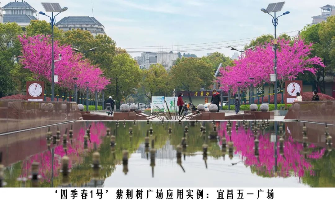 四季紫荆树新品种,四季春一号紫荆树施工方法