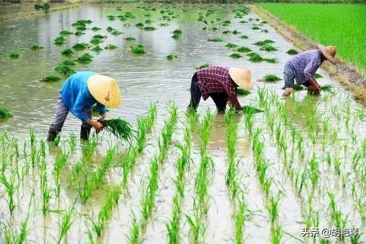 关于劳动者的诗句有哪些,歌颂劳动人民的经典诗词