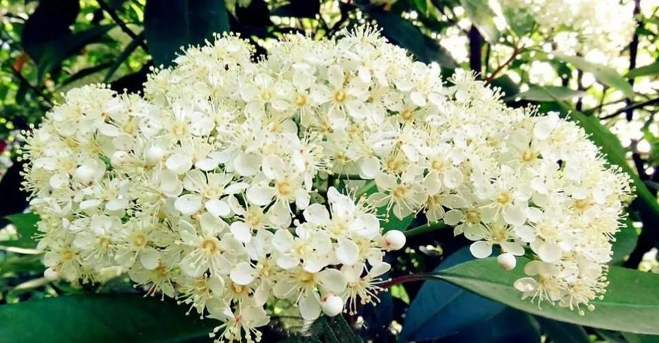 解读石楠花,石楠花有什么意义吗