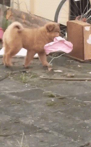 厕所所有隐藏彩蛋,厕所全部隐藏彩蛋