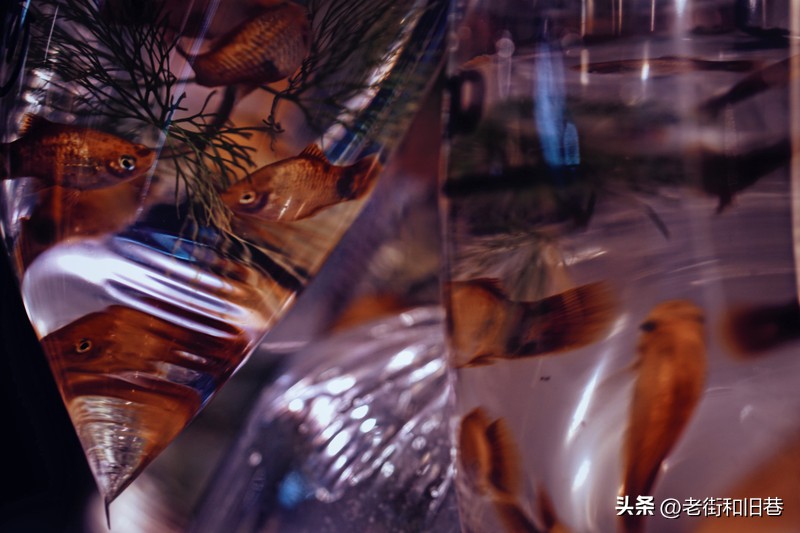 罗生门和黄粱梦,罗生门香港live