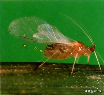 防治小麦蚜虫最佳药,邢台小麦蚜虫防治时间