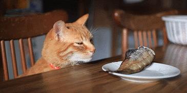 橘猫饲养方法,橘猫如何饲养