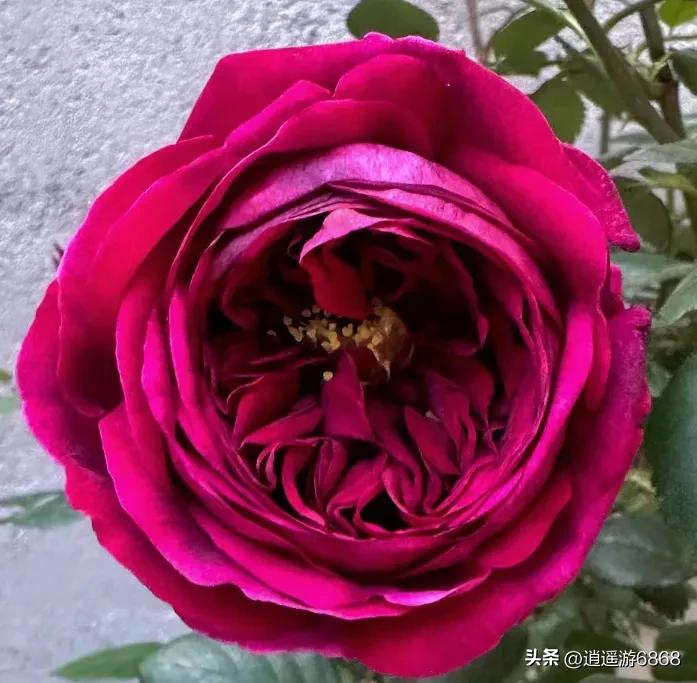 欧月皇宫深紫色月季花,月季花美图